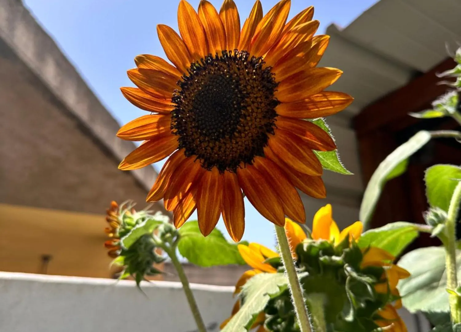 Sa Domu De Cri Villa Giba Italien